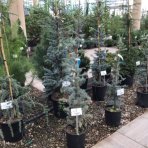 Céder atlantský (Cedrus atlantica) ´GLAUCA´ - výška 110-120 cm, kont. C12L 